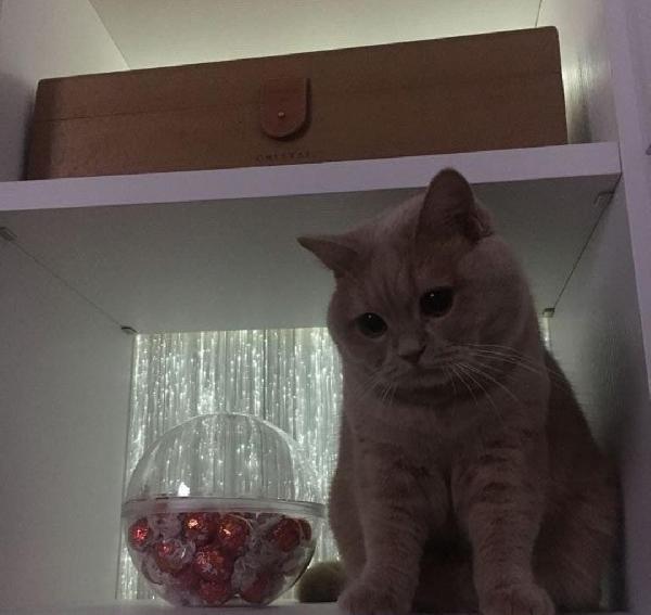 🌸🐾Flute meravigliosa micia cerca famiglia 🏠💕 Foto 5